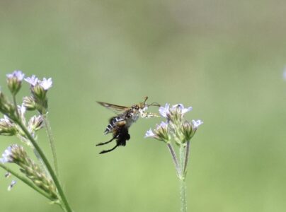 アレチハナガサの蜜をホバリングしながら吸う