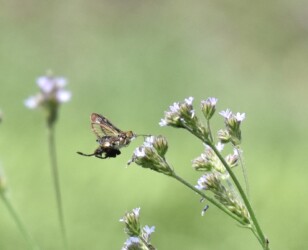 アレチハナガサの蜜をホバリングしながら吸う