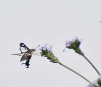 アレチハナガサの蜜をホバリングしながら吸う