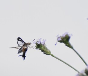 アレチハナガサの蜜をホバリングしながら吸う