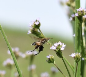 アレチハナガサの蜜をホバリングしながら吸う