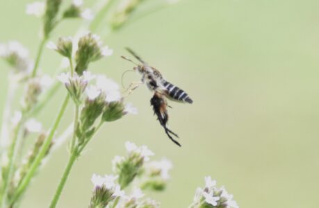 アレチハナガサの蜜をホバリングしながら吸う