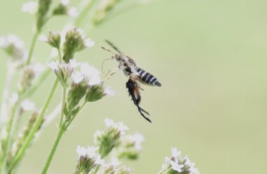 アレチハナガサの蜜をホバリングしながら吸う