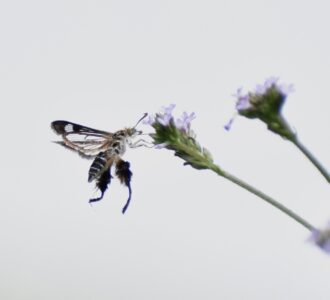 アレチハナガサの蜜をホバリングしながら吸う