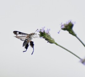 アレチハナガサの蜜をホバリングしながら吸う