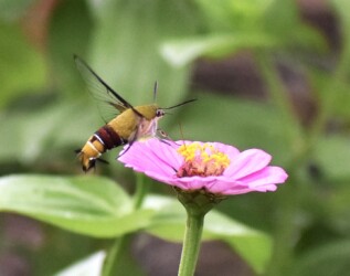 オオスカシバの吸蜜