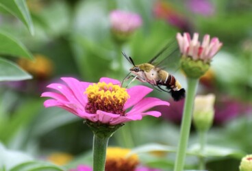 オオスカシバの吸蜜