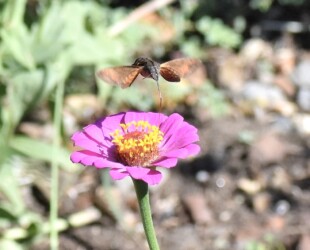 ホシホウジャクの吸蜜