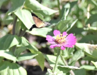 ホシホウジャクの吸蜜