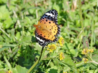 ツマグロヒョウモンのメス