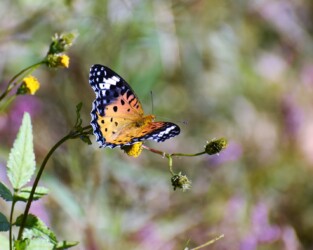 ツマグロヒョウモンのメス