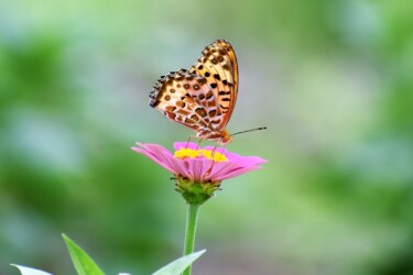 ツマグロヒョウモンのオス