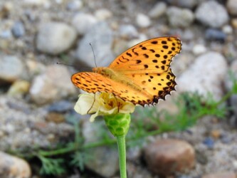 ツマグロヒョウモンのオス