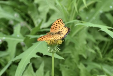 ツマグロヒョウモンのオス