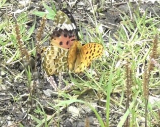 オスがメスに迫るが拒否される