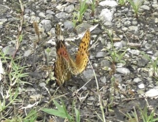 オスがメスに迫るが拒否される