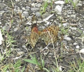 オスがメスに迫るが拒否される