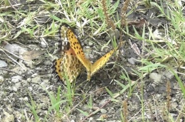 オスがメスに迫るが拒否される