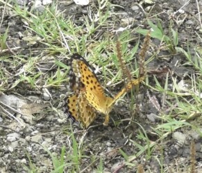 オスがメスに迫るが拒否される