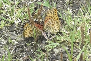 オスがメスに迫るが拒否される