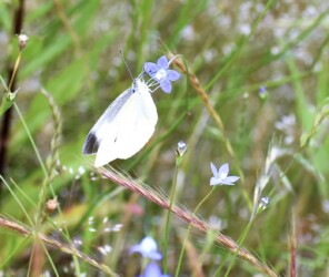 ヒナギキョウの蜜を吸うモンシロチョウ