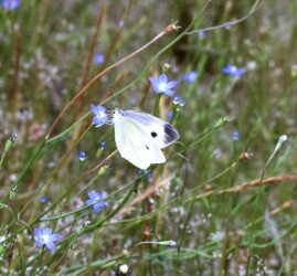 ヒナギキョウの蜜を吸うモンシロチョウ