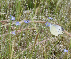 ヒナギキョウの蜜を吸うモンシロチョウ