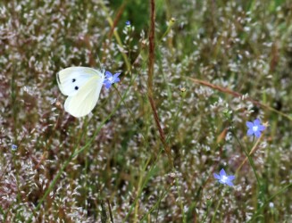 ヒナギキョウの蜜を吸うモンシロチョウ