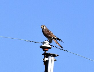 チョウゲンボウの狩りなど