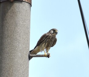 チョウゲンボウの狩りなど