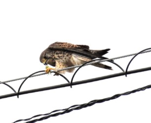 チョウゲンボウの狩りなど