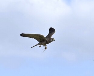 チョウゲンボウの狩りなど