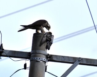 ハヤブサがハトを啄ばむ