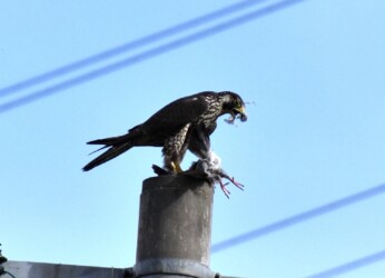 ハヤブサがハトを啄ばむ
