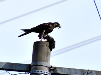 ハヤブサがハトを啄ばむ