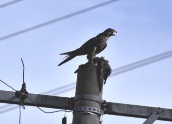 ハヤブサがハトを啄ばむ