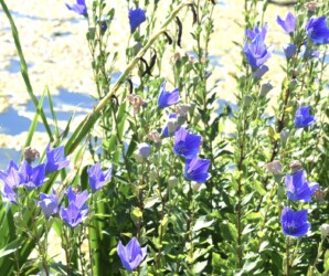 飛島村で見かけたキキョウ