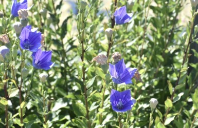 飛島村で見かけたキキョウ
