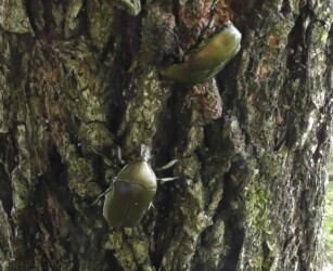 樹液を巡るカナブンの攻防