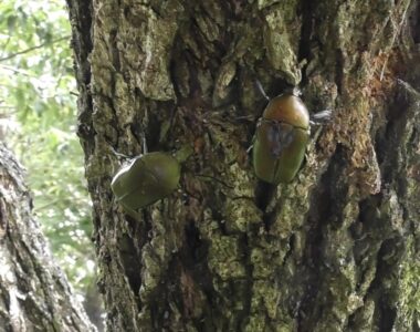 樹液を巡るカナブンの攻防