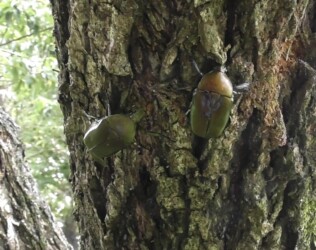 樹液を巡るカナブンの攻防