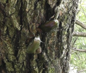 樹液を巡るカナブンの攻防