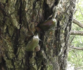 樹液を巡るカナブンの攻防