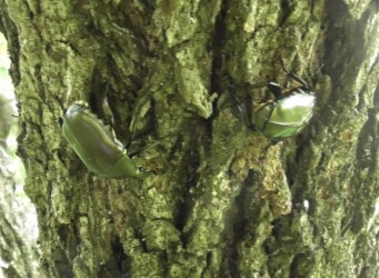 樹液を巡るカナブンの攻防