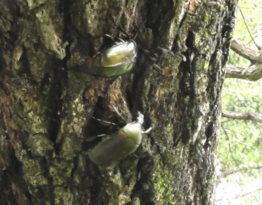 樹液を巡るカナブンの攻防
