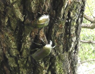 樹液を巡るカナブンの攻防