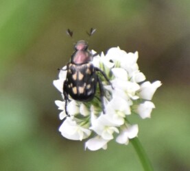 セマダラコガネかな?(コガネムシの仲間?)