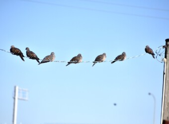 多くのキジバトが並んでとまる(とても珍しい)