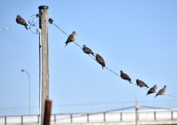 多くのキジバトが並んでとまる(とても珍しい)
