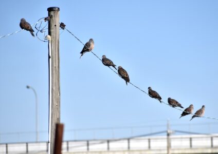 多くのキジバトが並んでとまる(とても珍しい)